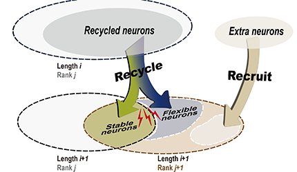 王立平組揭示獼猴前額葉皮層對有限工作記憶資源的靈活調配機制